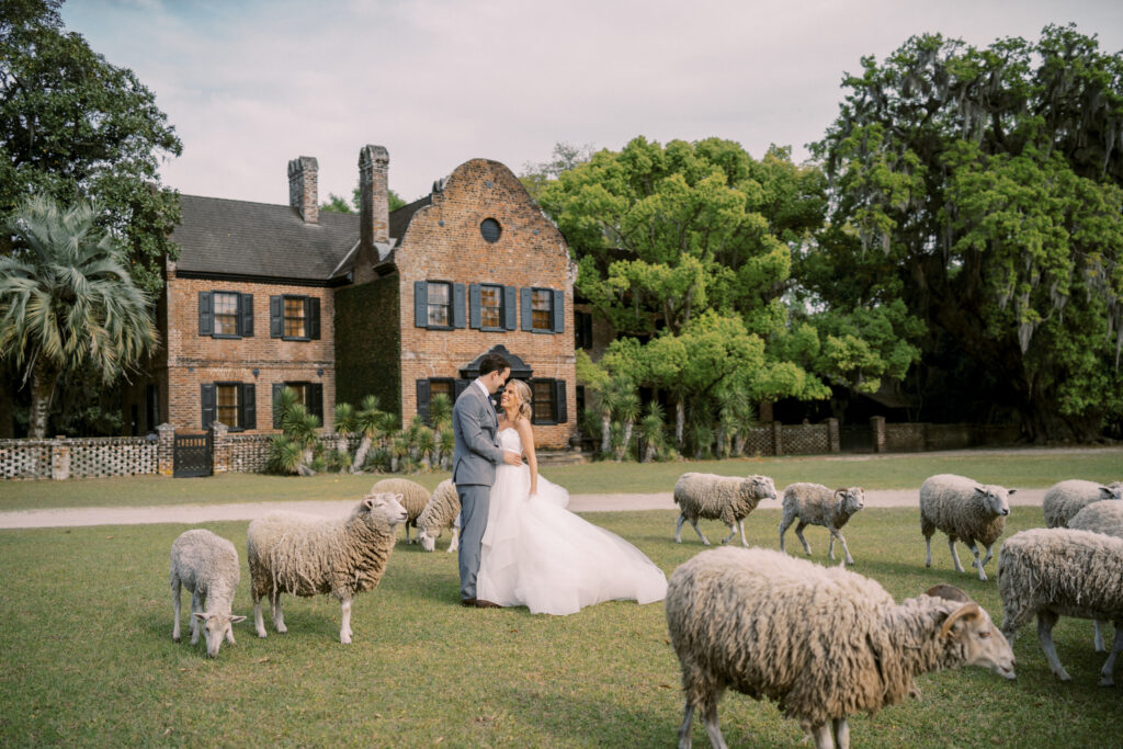middleton plantation with sheep of bride and groom in white dress 